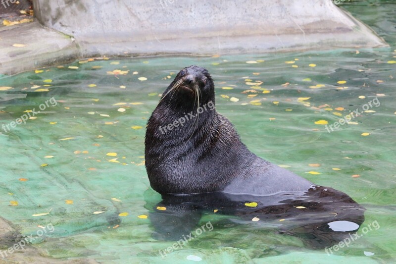 Water Nature Ocean Swim Sea