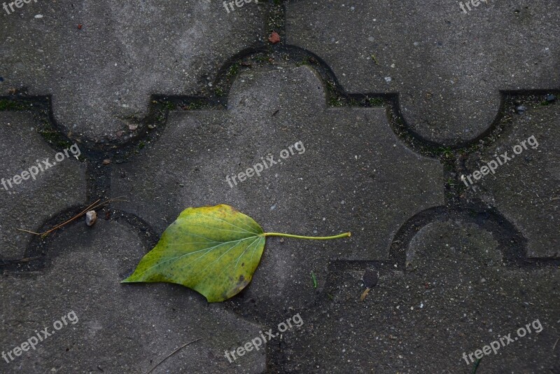 Sheet Outdoors Autumn Leaves Fallen Leaves Free Photos