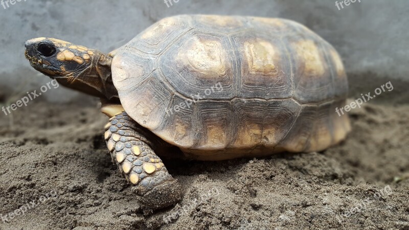 Testudines Reptilia Turtle Shell Nature