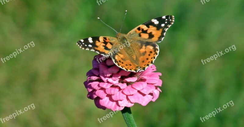 Butterfly Day Nature Insect Flower Summer