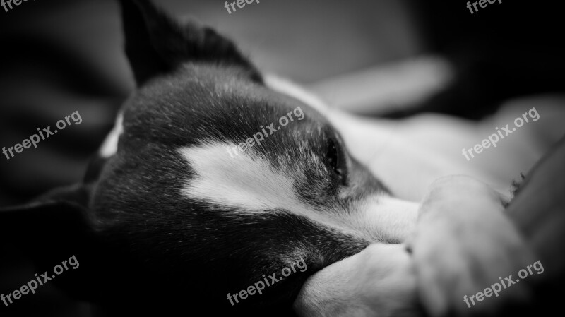 Dog Sleep Sweet Black And White Photography Portrait