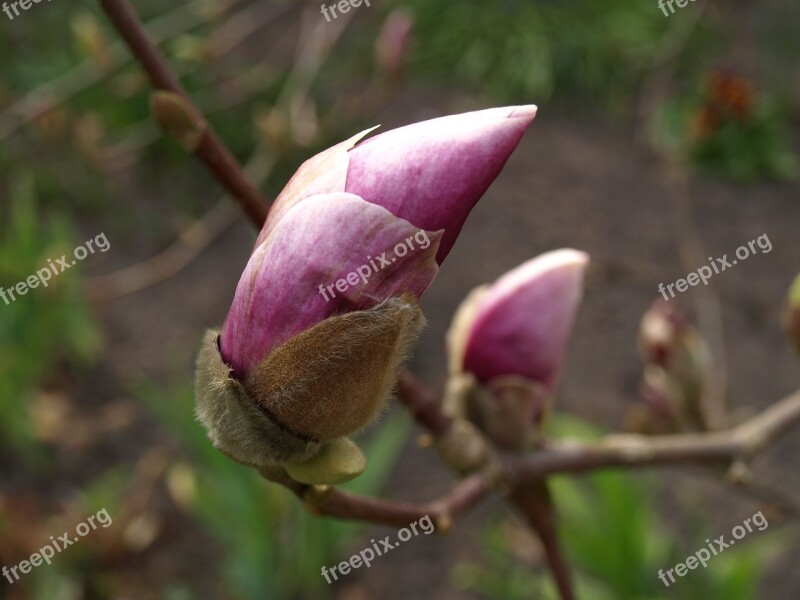 Flower Natural Plant Have Outdoor