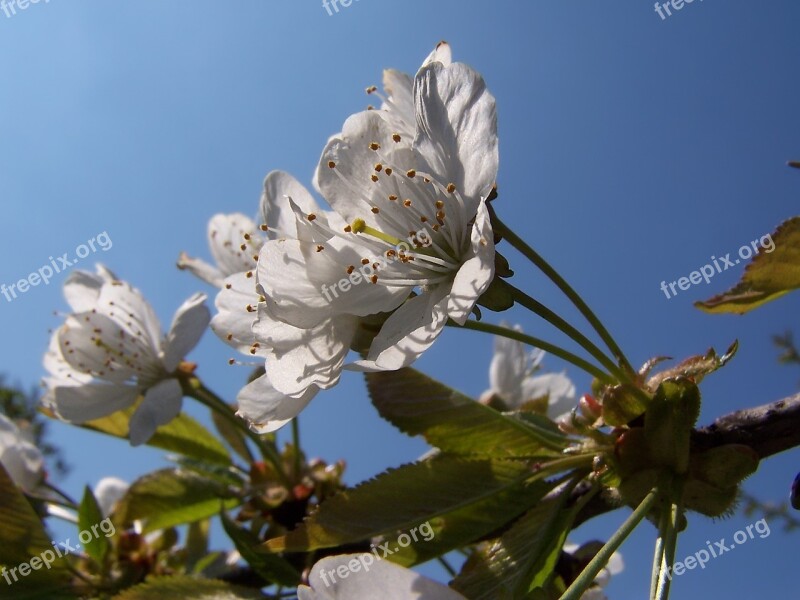 Flower Nature Plant Tree Branch