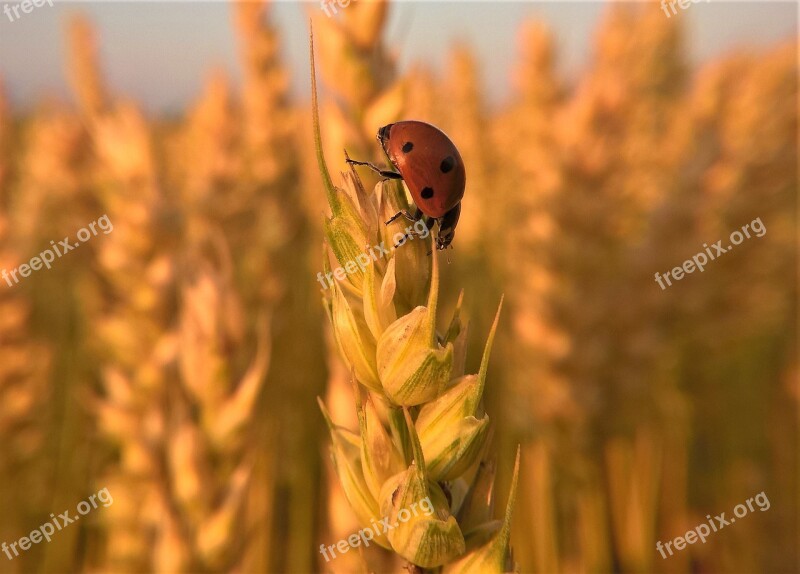 Ladybug Insect Nature Wheat Field Flora