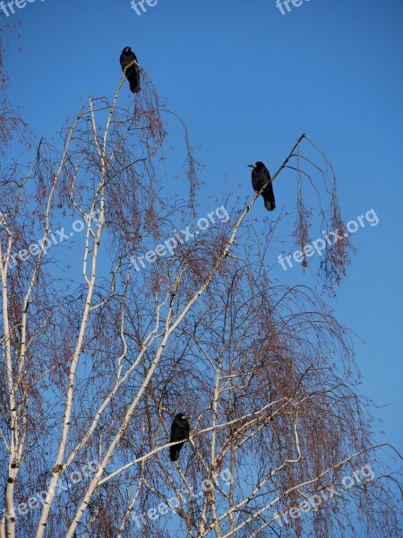 Bird Sky Nature Tree Winter Morning