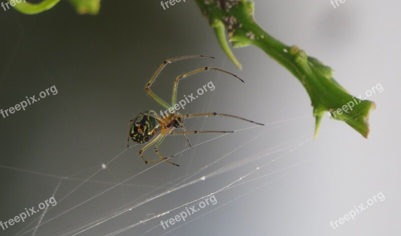 Spider Insect Nature Invertebrate Arachnid