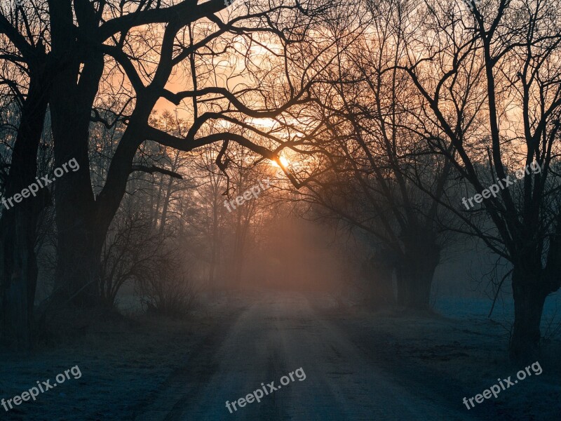 Tree Nature Landscape The Fog Haze