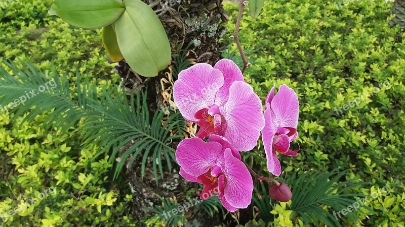 Plant Nature Flower Garden Leaf