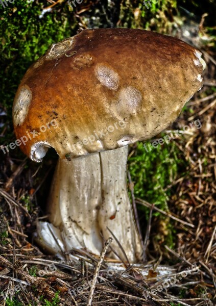 Mushroom Forest Moss Forest Floor Disc Fungus