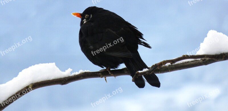 Blackbird Winter Bird Snow Branch