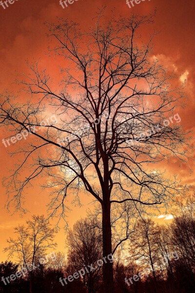 Tree Bare Tree Bare Branch Silhouette Winter Tree