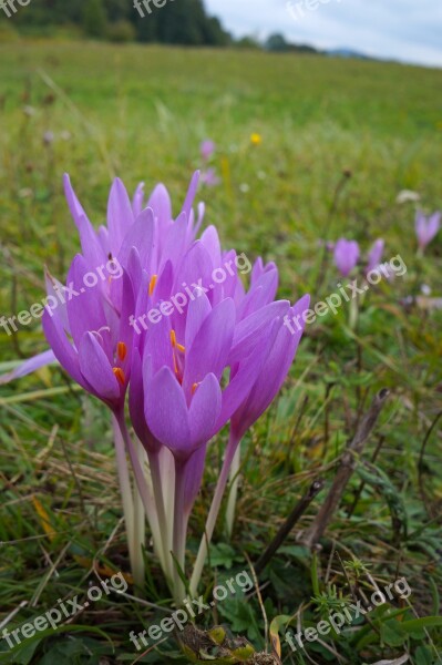 Nature Flower Plant Outdoors Autumn Crocus