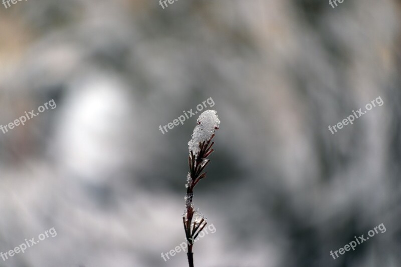 Nature Winter Snow Nordhausen Südharz