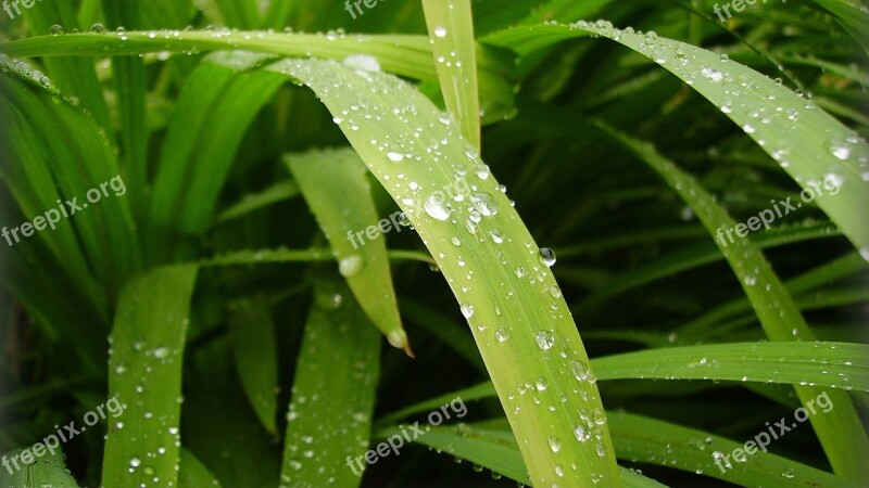 Leaf Plant Nature Pearl Rain