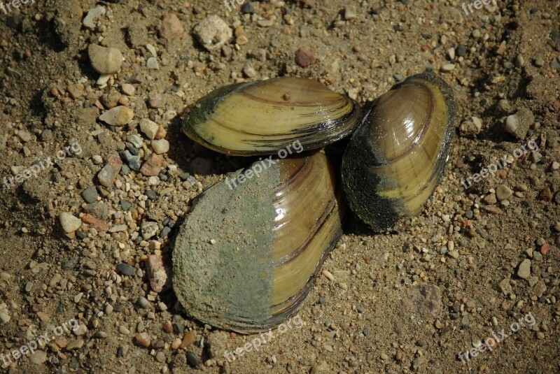 Nature Sea Shells Beach Sea Shell Ocean