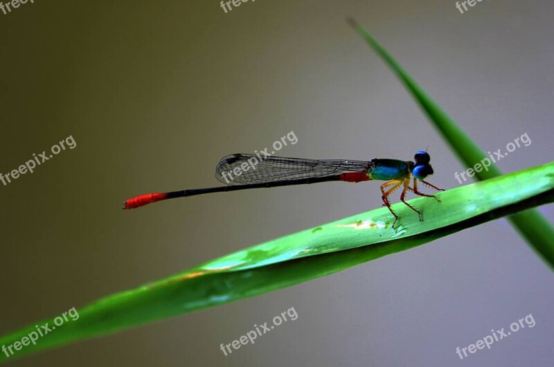 Insect Dragonfly Nature Wildlife Outdoors