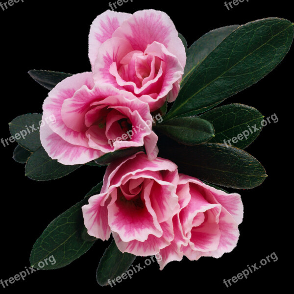 Flower Floral Rosebush Petal Plant