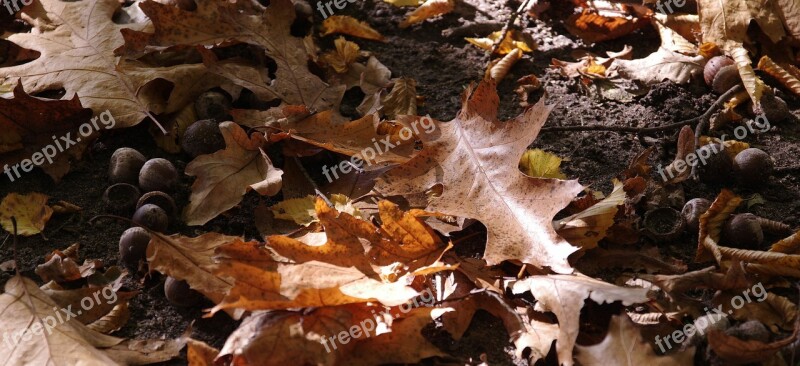 Autumn Leaf Nature Wood Season