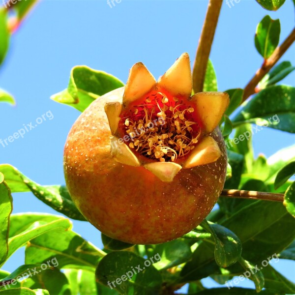 Pomegranate Fruit Nature Plant Free Photos