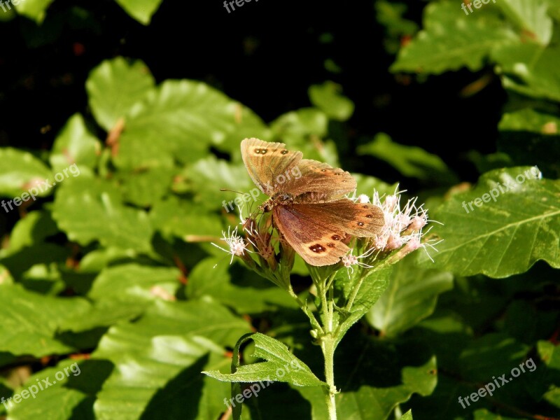 Butterfly Forests Slovakia Free Photos