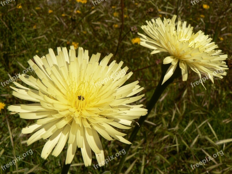 Flower Nature Flora Summer Petal