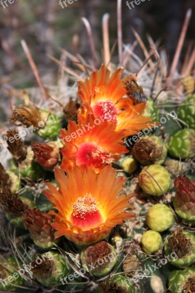 Nature Flora Flower Cactus Barrel Cactus