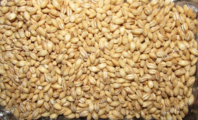 Barley Batch Crop Food Cereal