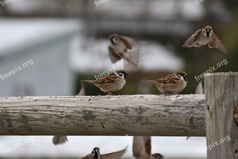 Animal Wood Bird Wild Birds Little Bird