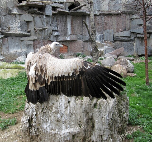 Bird Nature Animals Bird Of Prey Vulture