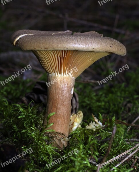 Mushroom Forest Moss Forest Floor Disc Fungus