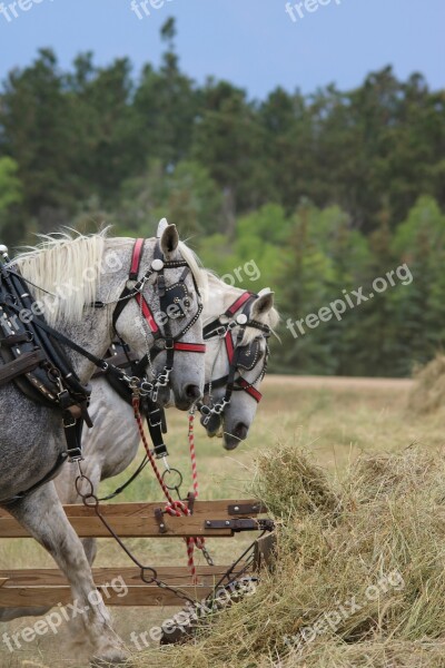 Cavalry Nature Outdoors Farm Grass