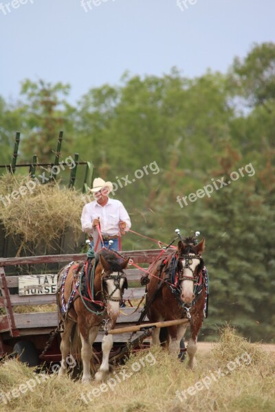 Horse Nature Outdoors People Rural