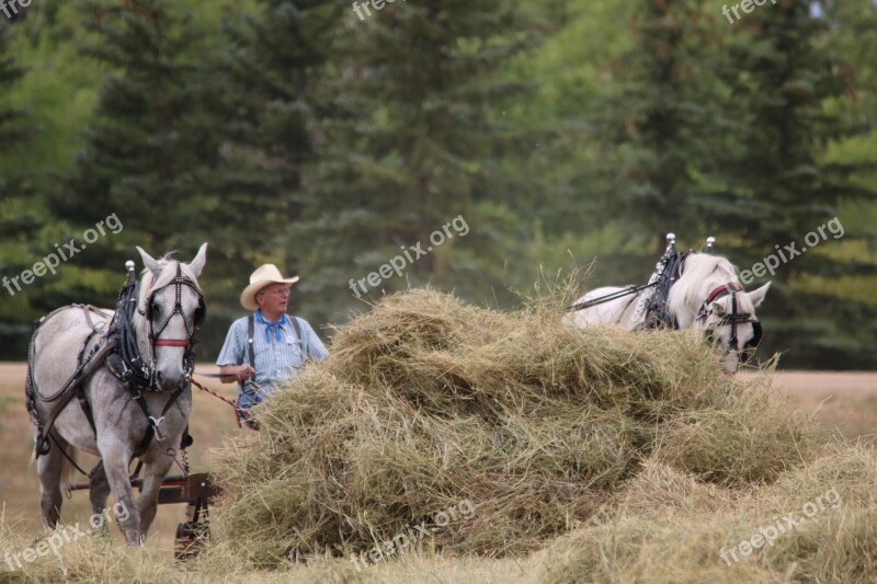 Mammal Nature Outdoors Animal Grass