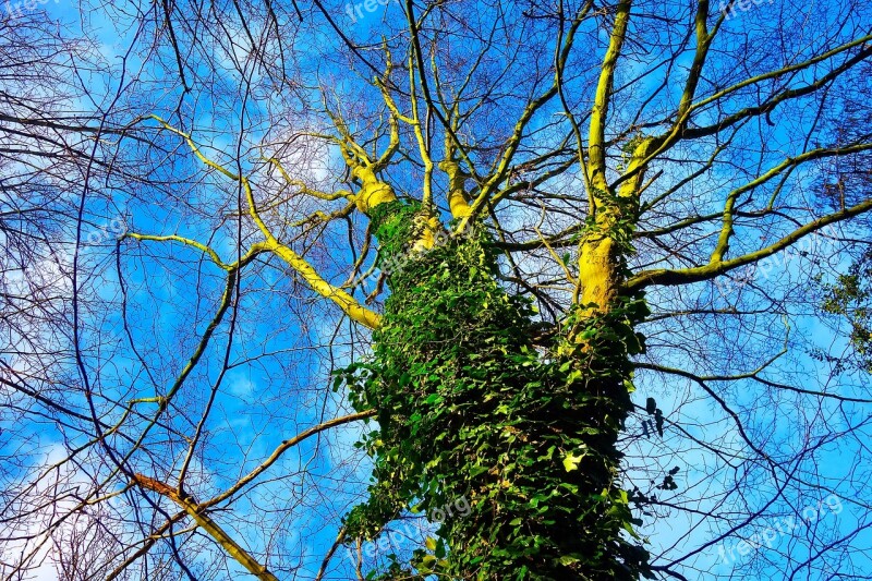 Tree Trunk Ivy Ivy Grown Foliage