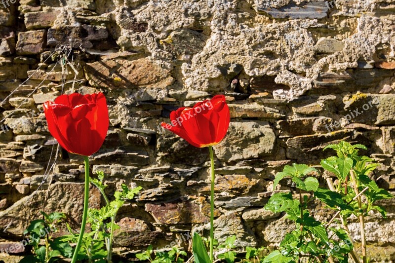 Nature Plant Outdoor Sheet Tulip