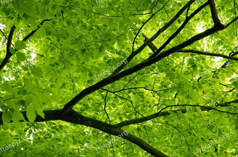 Canopy Tree Beech Leaves Green