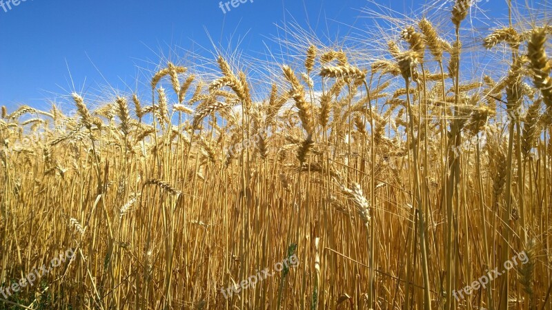 Field The Grain The Production Of Grain Barley Slovakia