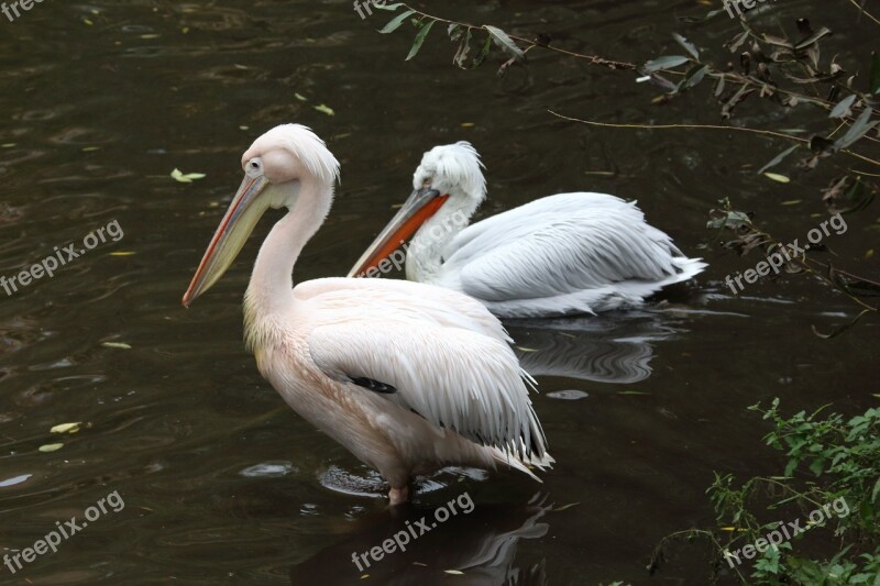 Bird Living Nature Water Nature Beak