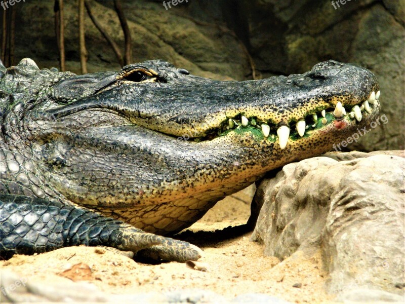 Crocodile Alligator Reptiles Nature The Animal Kingdom