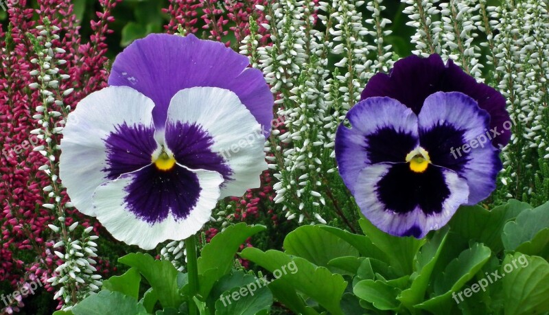 Flower Pansies Colorful Nature Plant