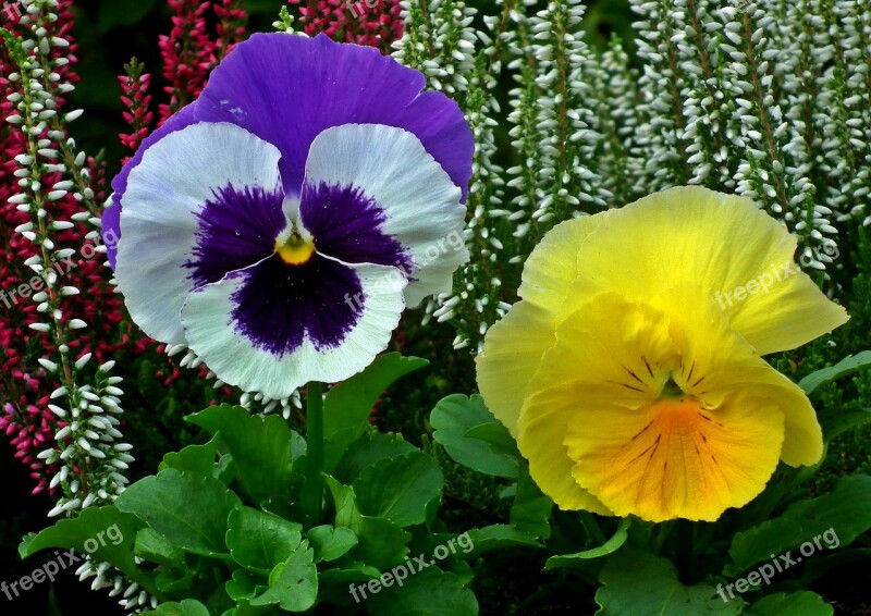 Flower Pansies Colorful Plant Nature