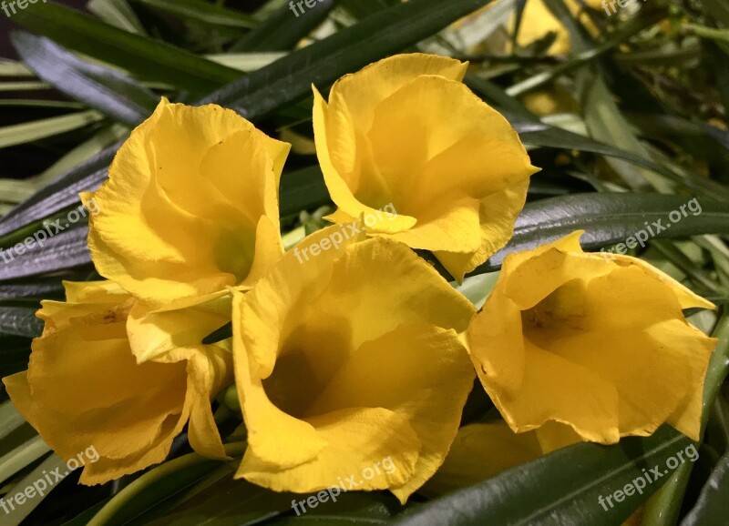 Petals Yellow Yellow Flower Yellow Flower Petals