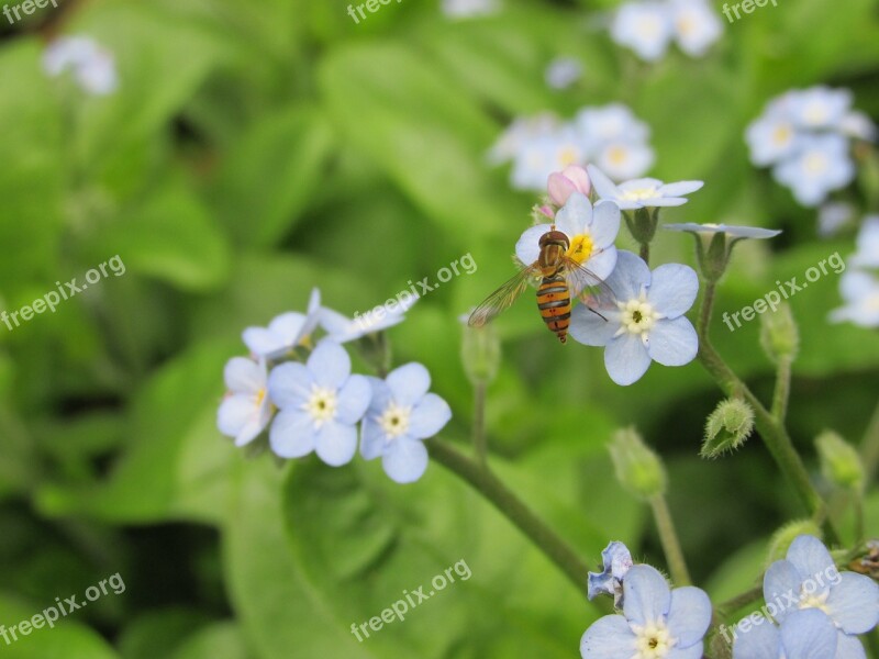 Hoverfly Fly Bee Nature Flower Plant