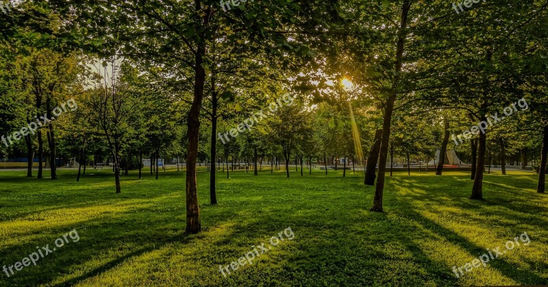 Nature Tree Landscape Panoramic Sun