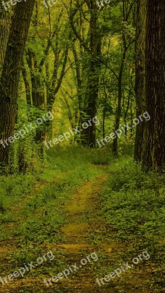 Wood Nature Tree Landscape Sheet