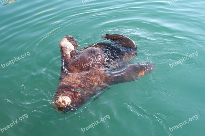 Sea ​​lion The Steller Sea Lion The Sea Beast Swim Sea