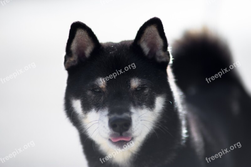 Shiba Inu Black Shiba Cute Dog Mammal