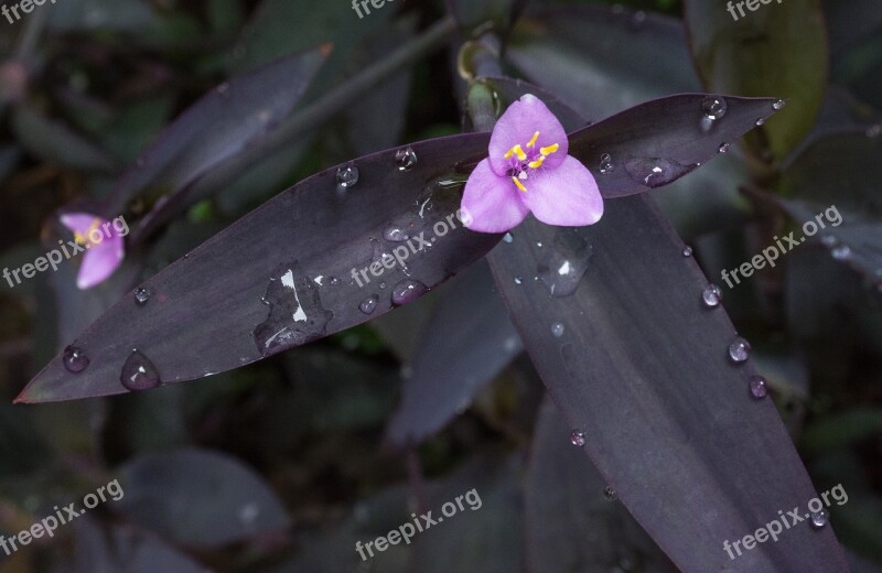 Flower Nature Outdoors Garden Plant