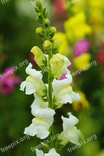 Flower Flora White Colorful Blurry