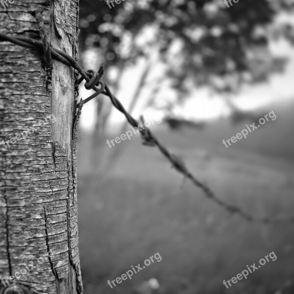 Tree Nature Wood-fibre Boards Outdoor Monochrome